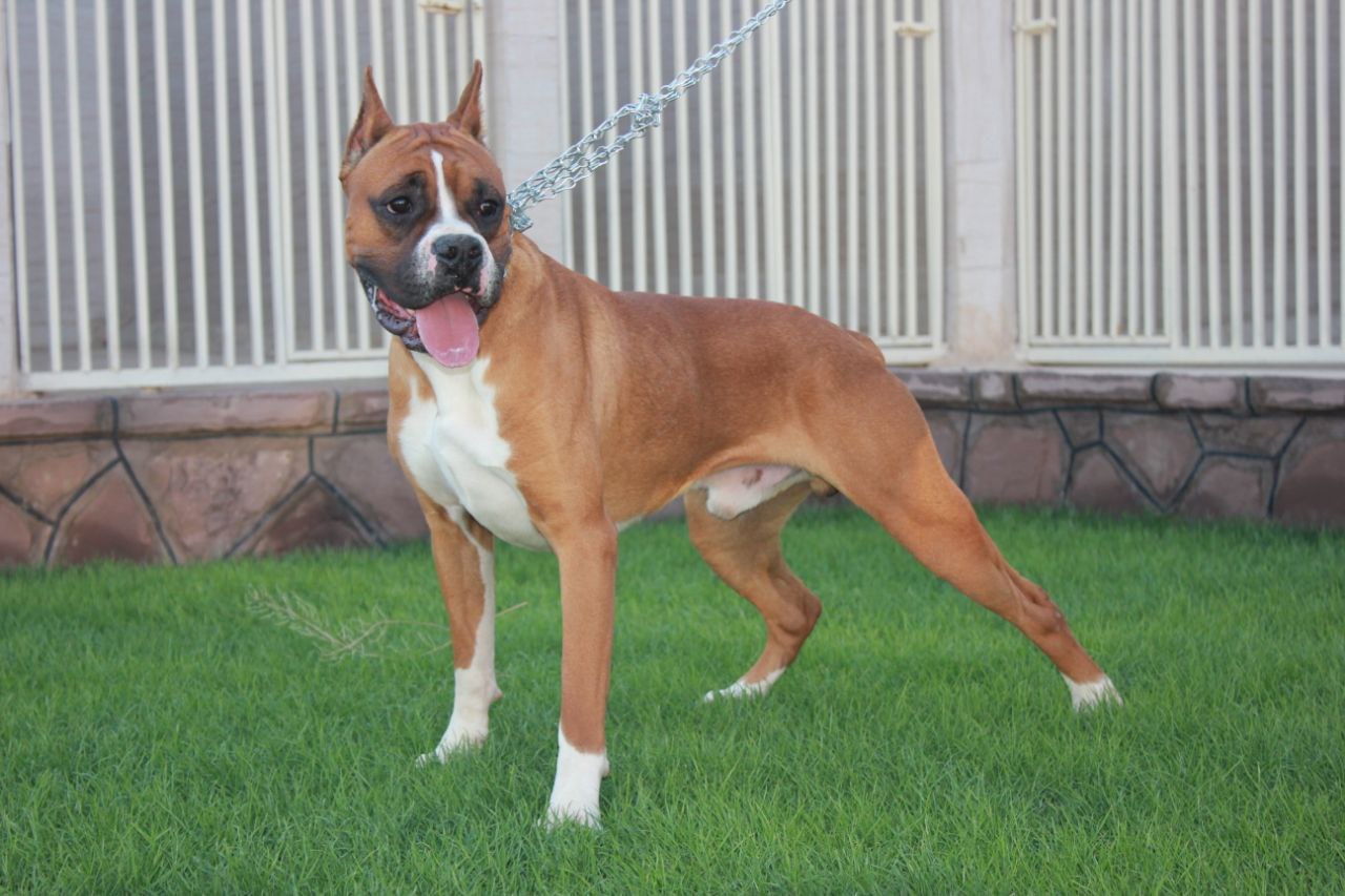 مولد نژاد باکسر الوک